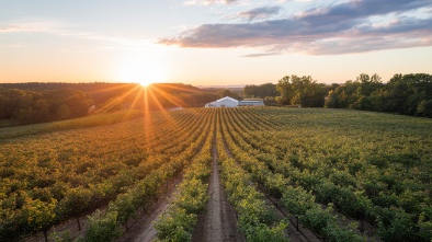 blackberry farm