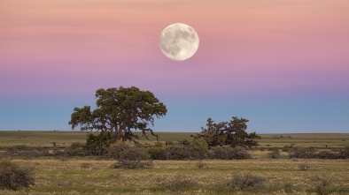 prairie moon